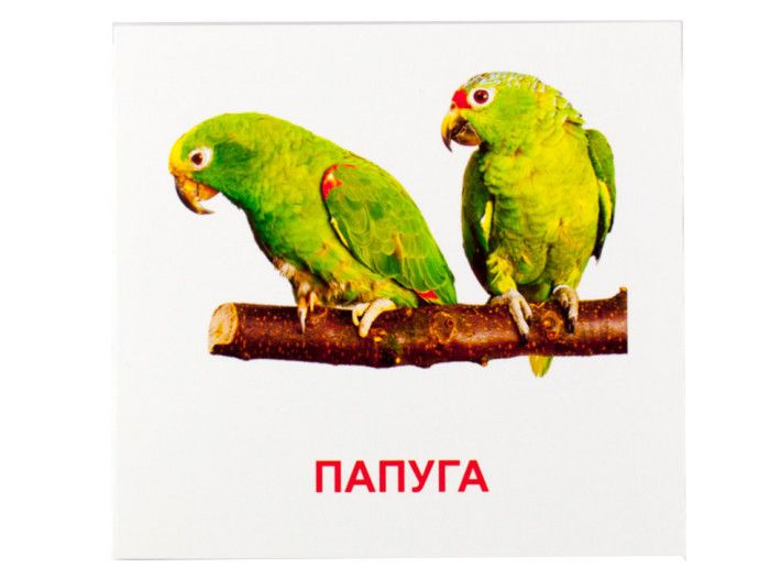 Карточки мини "Птицы" (110х110 мм) UA-ENG 72753 фото