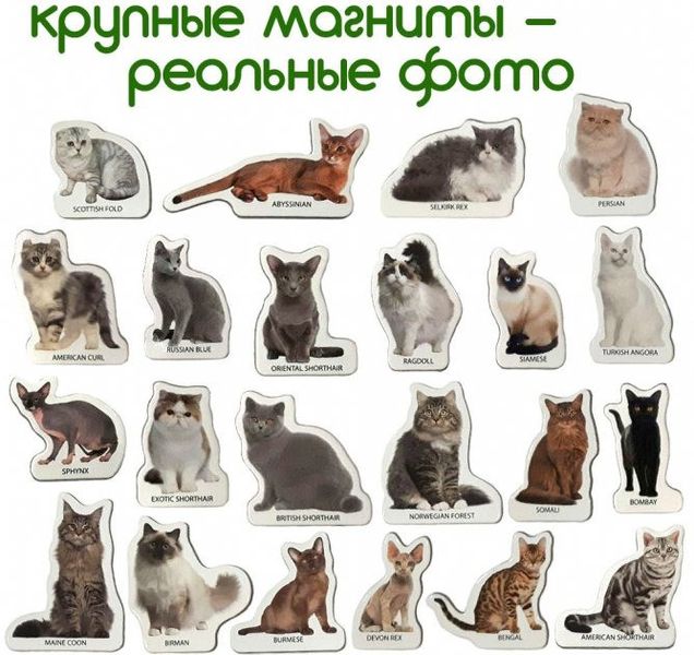 Набір магнітів Magdum "Породи кішок" ML4031-13 EN фото