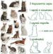 Набор магнитов Magdum "Породы кошек" ML4031-13 EN фото 7 из 8