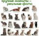 Набор магнитов Magdum "Породы кошек" ML4031-13 EN фото 5 из 8