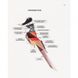Книга-раскраска Зоометрия. Удивительные птицы Жорж 101048 фото 4 из 7