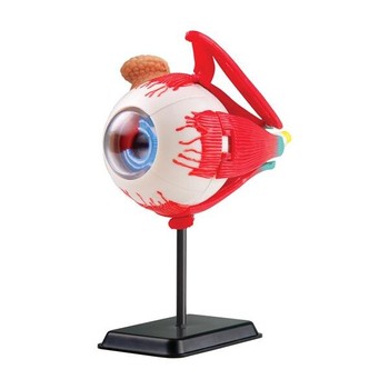 Набор для исследований Edu-Toys Модель глазного яблока сборная, 14 см (SK007) фото