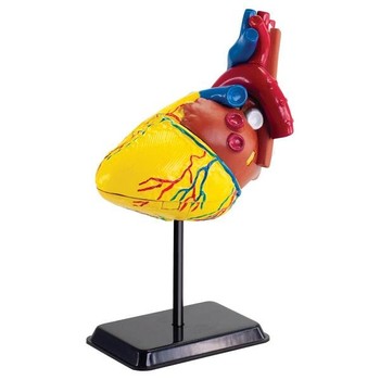 Набор для исследований Edu-Toys Модель сердца человека сборная, 14 см (SK009) фото