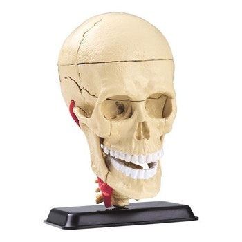 Набор для исследований Edu-Toys Модель черепа с нервами сборная, 9 см (SK010) фото