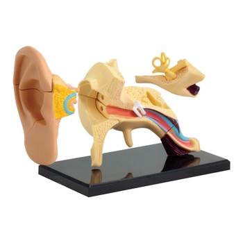 Набор для исследований Edu-Toys Модель анатомия уха сборная, 7,7 см (SK012) фото