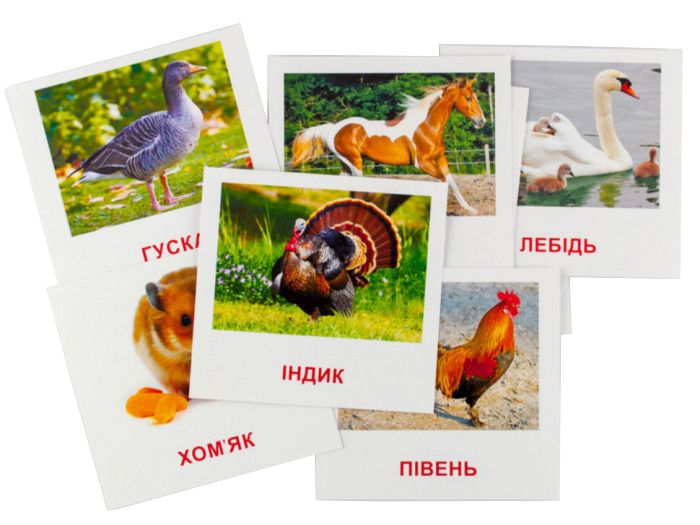 Карточки мини "Домашние животные" (110х110 мм) UA-ENG 65945 фото